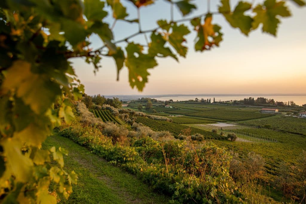 Bardolino vineyards in autumn at sunset, with Lake Garda in the background